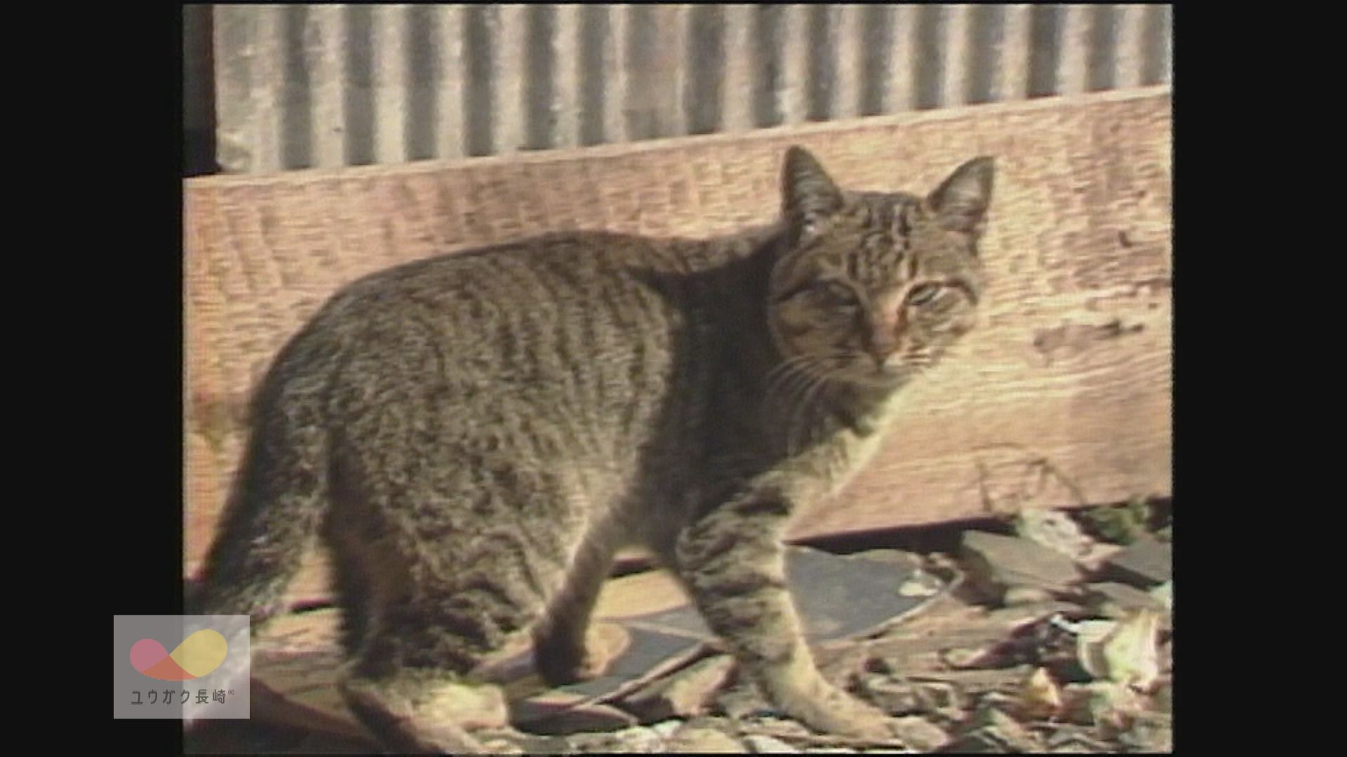 捕獲か？保護か？長崎「街なかネコ」騒動勃発～野良猫受難の時代　イメージ